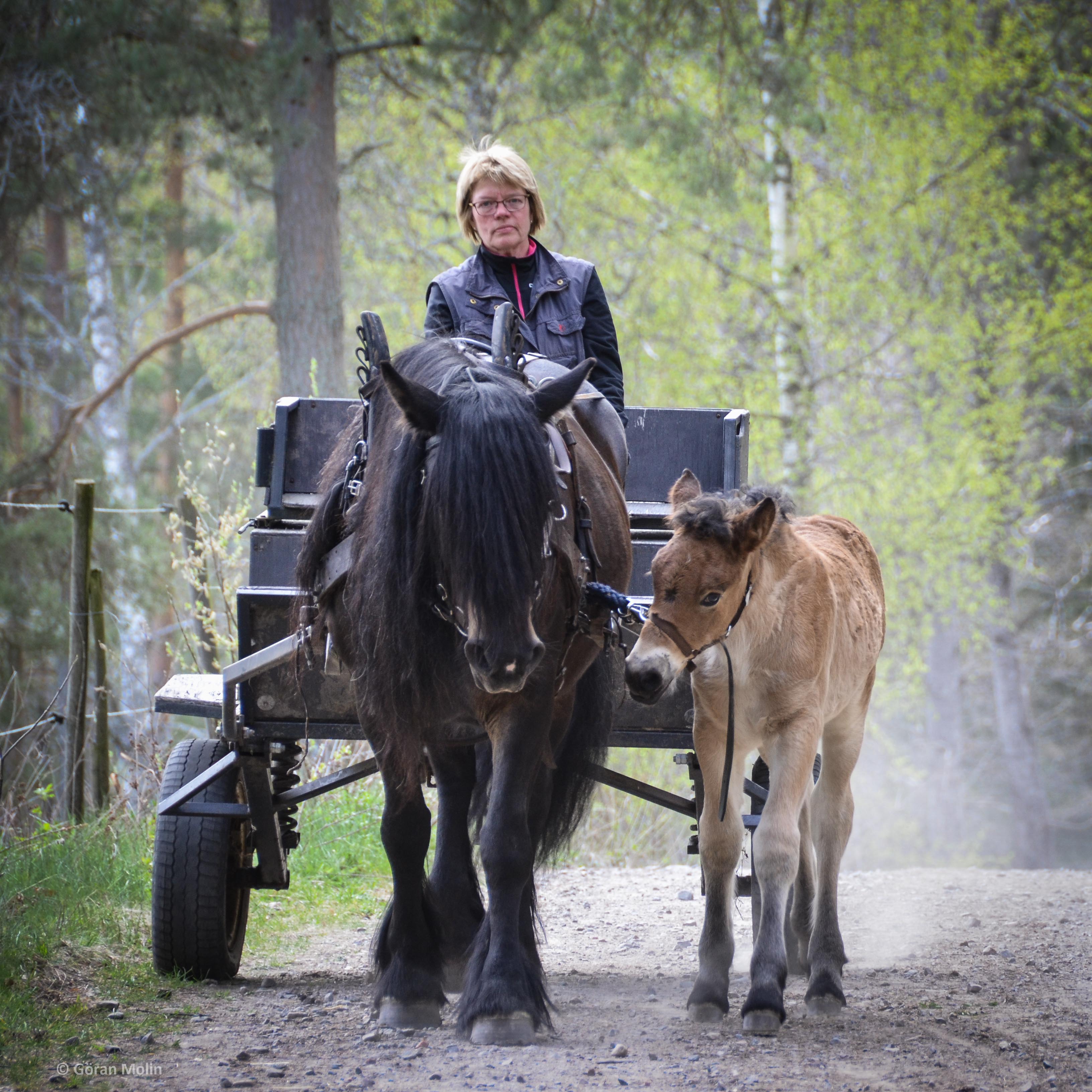07052017-DSC_8189 – Föreningen Nordsvenska Hästen i Östergötland